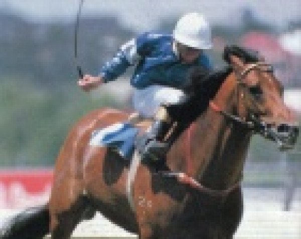 stallion County xx (Thoroughbred, 1981, from Vain xx)