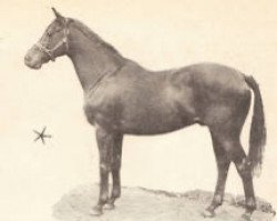 stallion Caranna xx (Thoroughbred, 1952, from Valognes xx)