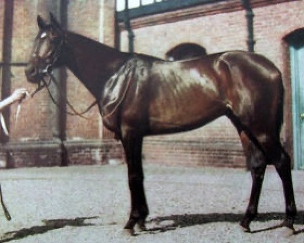 stallion Valognes xx (Thoroughbred, 1945, from Bois Roussel xx)