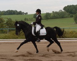 stallion Night Magic 2 (German Riding Pony, 2000, from Night-Dream)