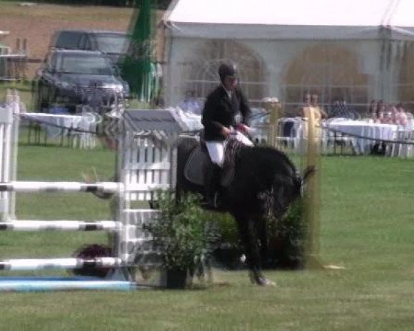 Springpferd Captain Jack Sparrow 38 (Deutsches Reitpferd, 2007, von Consul)