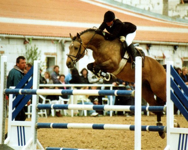 stallion Dylan (Dutch Pony, 1993, from Downland Folklore)