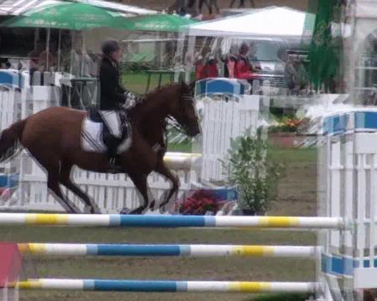 Springpferd Wind Whisper (Hannoveraner, 2005, von Wind Dancer)