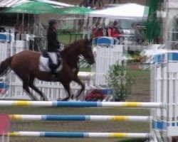 jumper Wind Whisper (Hanoverian, 2005, from Wind Dancer)