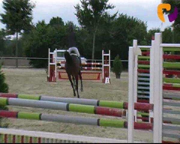 Springpferd Ecl Ramera (Deutsches Sportpferd, 2007, von Chateau de Brion Quainton)