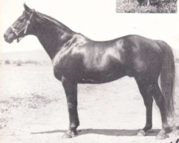 stallion Port Vista xx (Thoroughbred, 1943, from Panorama xx)
