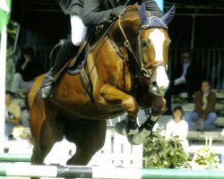 horse Acton (Hanoverian, 1997, from Alexis Z)