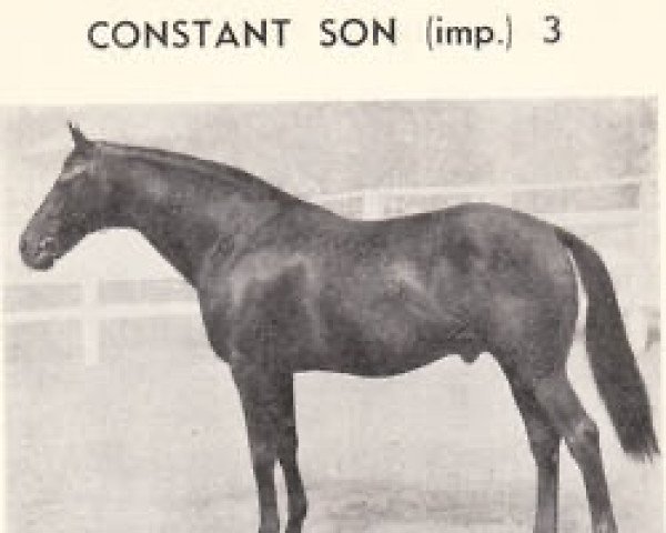 stallion Constant Son xx (Thoroughbred, 1925, from Son In Law xx)