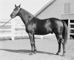 stallion Magpie xx (Thoroughbred, 1914, from Dark Ronald xx)