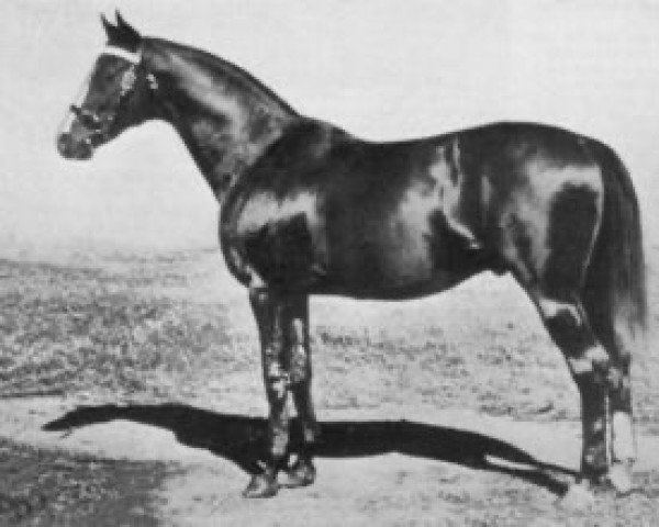 stallion Valais xx (Thoroughbred, 1913, from Cicero xx)