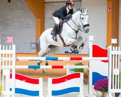 jumper Gentle Boy (Belgian Warmblood, 2006, from Blue Boy van Berkenbroeck)