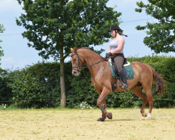 dressage horse Candy 611 (Rhinelander, 2002, from Coriando)