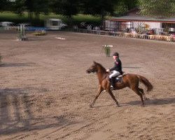 Springpferd Mercy 22 (Deutsches Reitpony, 2005, von Medoc)