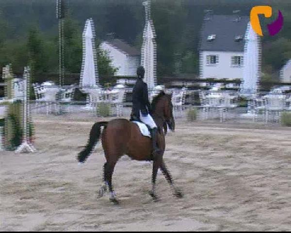 jumper Lillebro 5 (Oldenburg, 2002, from Lancer III)
