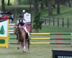 dressage horse Django 317 (German Riding Pony, 2002, from Domiro)