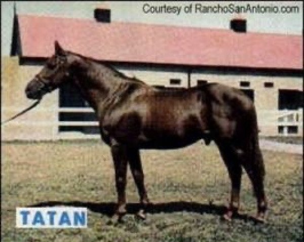 stallion Tatan xx (Thoroughbred, 1952, from The Yuvaraj xx)