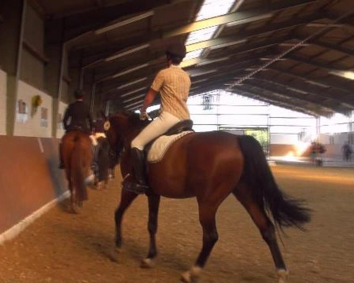 jumper Anyway in Time (Westphalian, 2002, from Akribori)