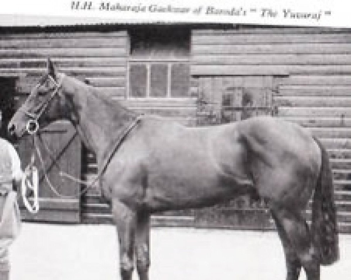 stallion The Yuvaraj xx (Thoroughbred, 1943, from Fairway xx)