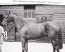 stallion The Yuvaraj xx (Thoroughbred, 1943, from Fairway xx)
