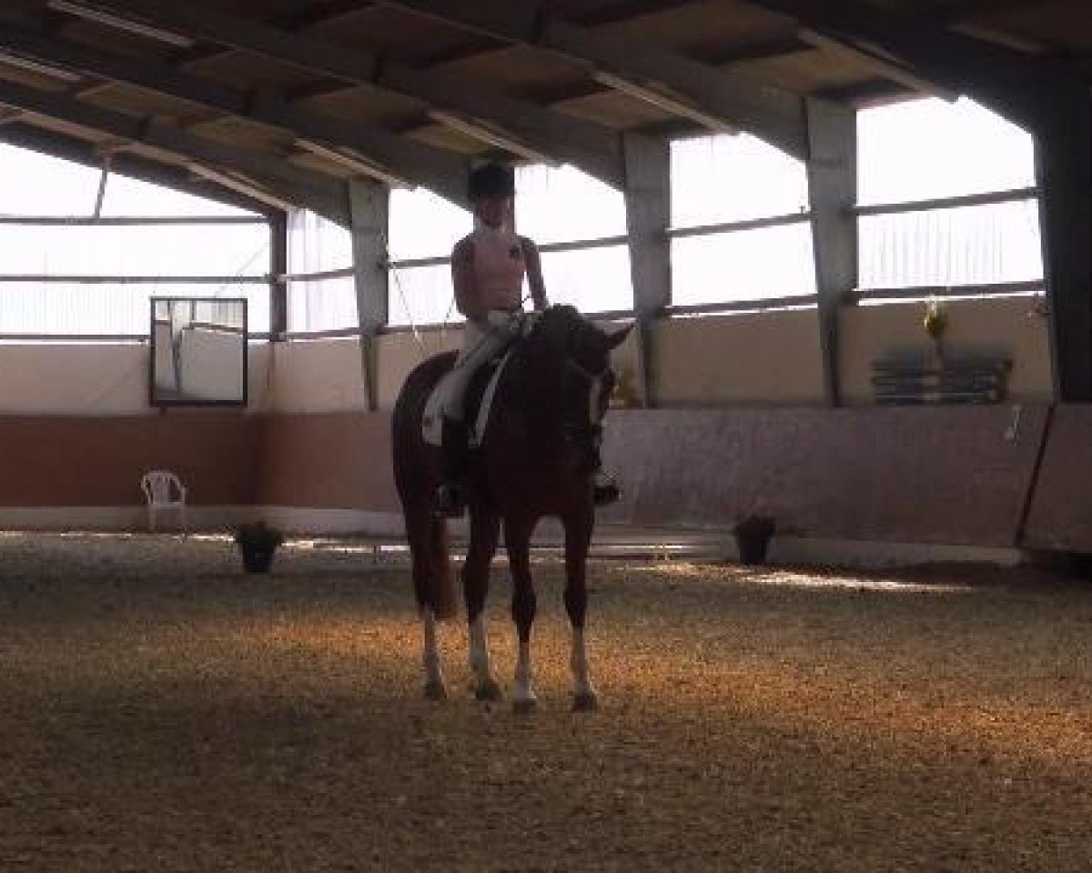 dressage horse Fantastico 45 (Westphalian, 2005, from Florestan I)