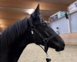 dressage horse In Hoffnung (Trakehner, 2021, from Ovaro)