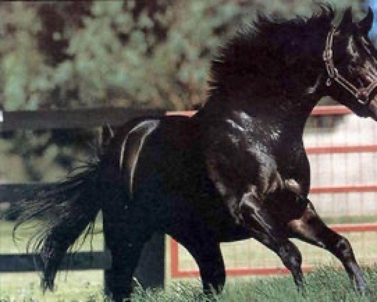 Deckhengst Bellotto xx (Englisches Vollblut, 1984, von Mr. Prospector xx)