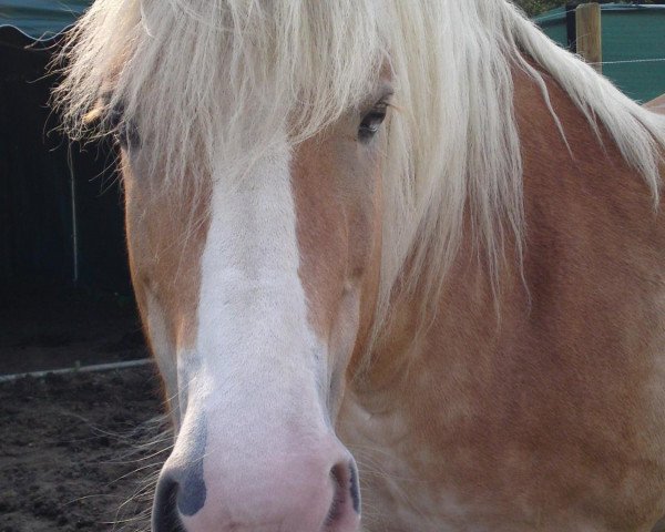 broodmare Stella (Haflinger, 1993, from Strato)