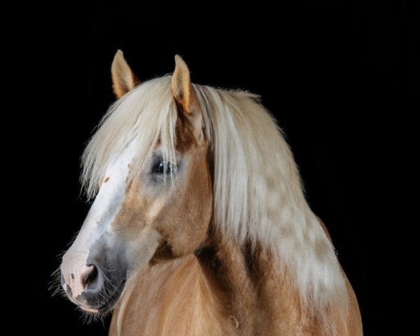 horse Andiamo (Haflinger, 2012, from Astral II Liz. 204/T)