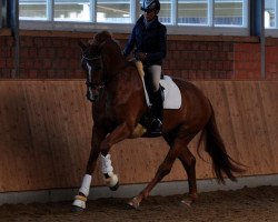 dressage horse Landjunge B (Westphalian, 2007, from Tannenhof's London Swing)