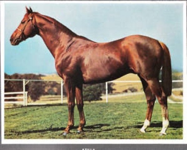 stallion Atilla xx (Thoroughbred, 1961, from Alcide xx)