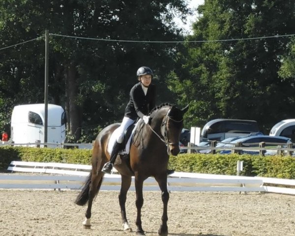 dressage horse Dukat 279 (Westphalian, 2009, from Del Cento)