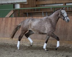 Pferd Talisman (Trakehner, 2018, von Nathan de la Tour AA)