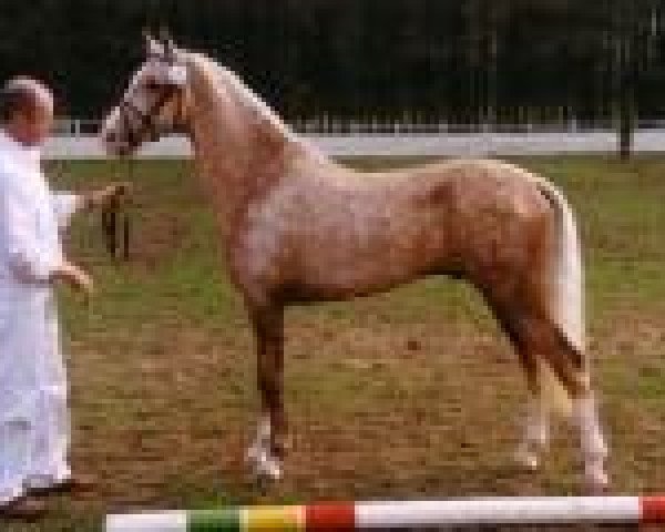 stallion Top King (Welsh Partbred, 1996, from Anjershof Rocky)