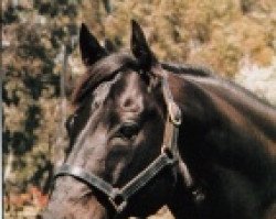 stallion Haulpak xx (Thoroughbred, 1973, from Dignitas xx)