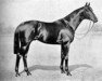 stallion Buckwheat xx (Thoroughbred, 1906, from Martagon xx)