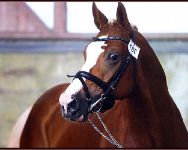 stallion Djbouti YS (German Riding Pony, 2006, from Dornik B)