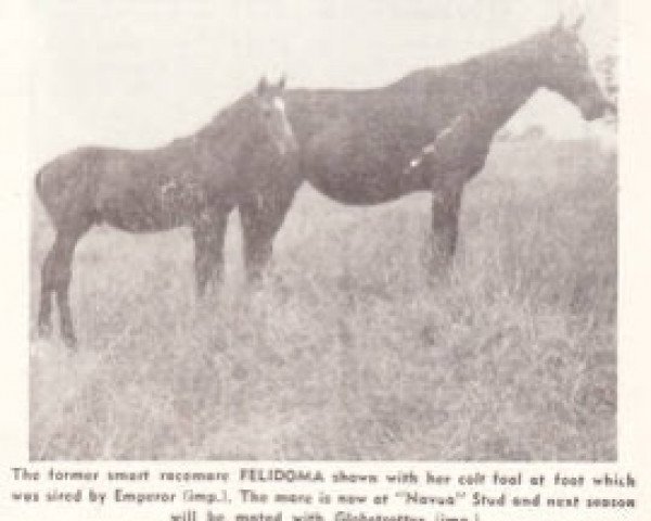 broodmare Felidoma xx (Thoroughbred, 1954, from Jambo xx)