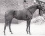 stallion Brueghel xx (Thoroughbred, 1934, from Pharos xx)