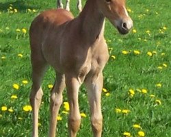 Springpferd Quaint Stella von Kobold (Knabstrupper, 2006, von Amor von Kobold)