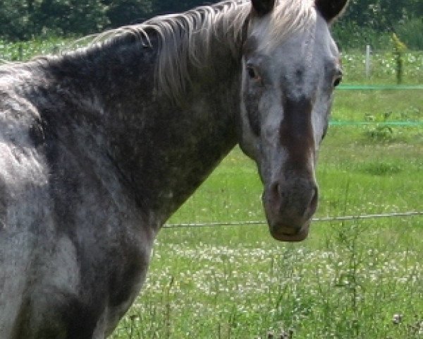 Pferd Tamino von Kobold (Knabstrupper, 2009, von Topas von Kobold)