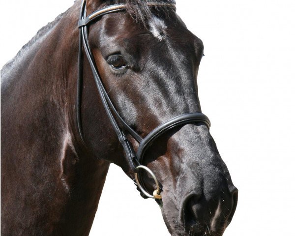 dressage horse Stanford (Oldenburg, 2007, from Stedinger)