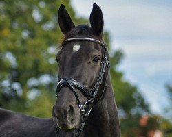 dressage horse San Amie (Hanoverian,  , from San Amour I)