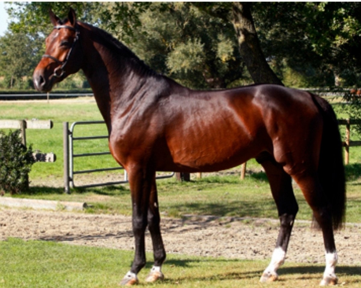 stallion Corlou PS (Oldenburg show jumper, 2015, from Cornet Obolensky)