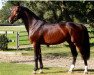 stallion Corlou PS (Oldenburg, 2015, from Cornet Obolensky)