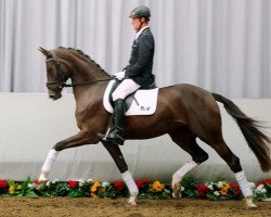 dressage horse First Lady 253 (Westfale, 2009, from Fifty Cent)