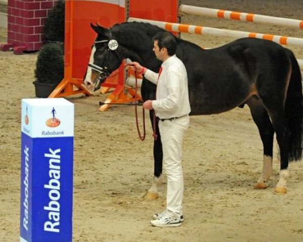 stallion Hamlet (KWPN (Royal Dutch Sporthorse), 1989, from Nimmerdor)