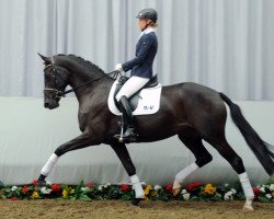 dressage horse Cabiria S (Westfale, 2009, from Christ)