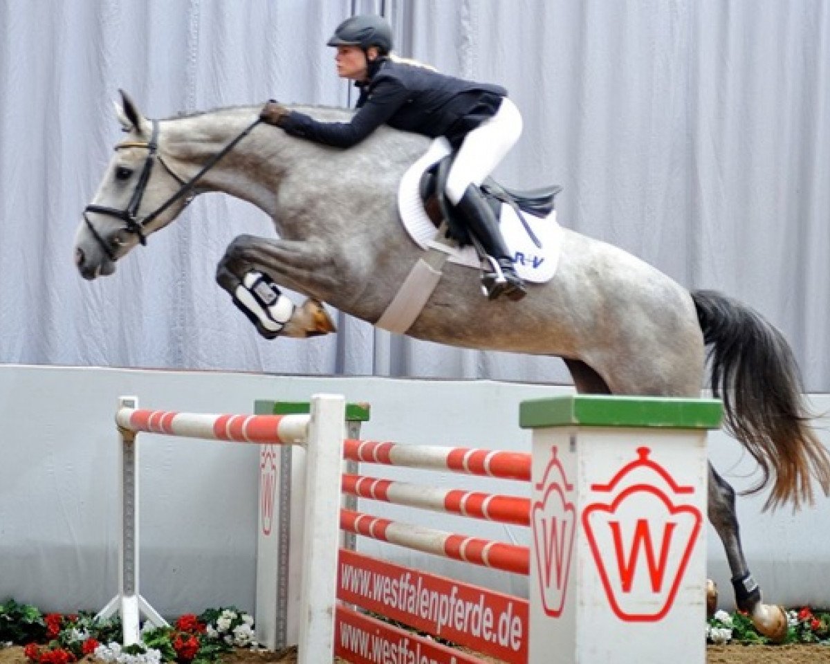 broodmare Casablanca (Westphalian, 2008, from Cassini Boy Junior)