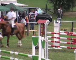 jumper Shamrock 73 (Hanoverian, 2005, from Slibovitz)