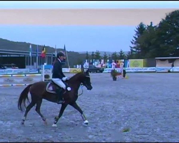 jumper Debby 138 (German Riding Pony, 2007, from Dumbledor AT)